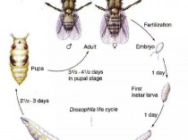 雌雄果功效,雌雄果蝇的腹部背面图